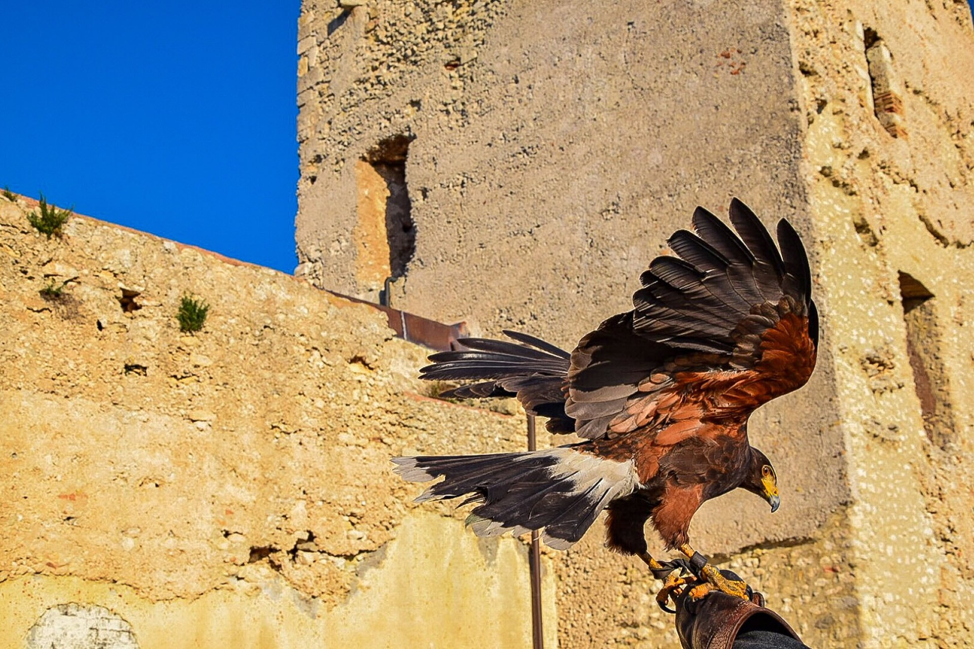 Falco - Castello San Michele