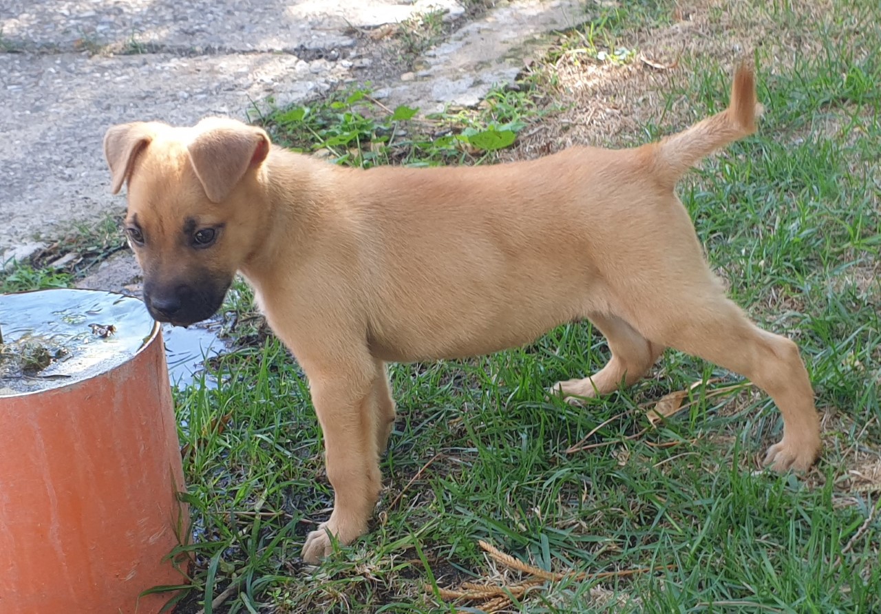 Thor