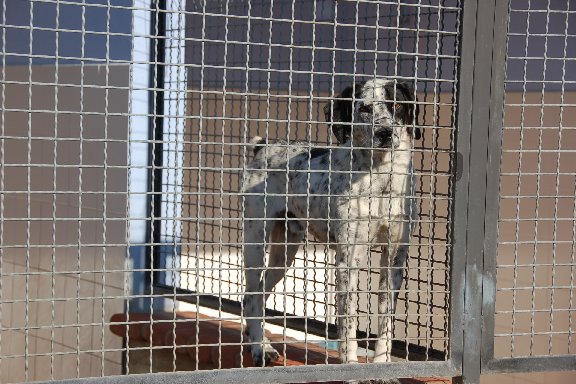 Un ospite del Canile comunale