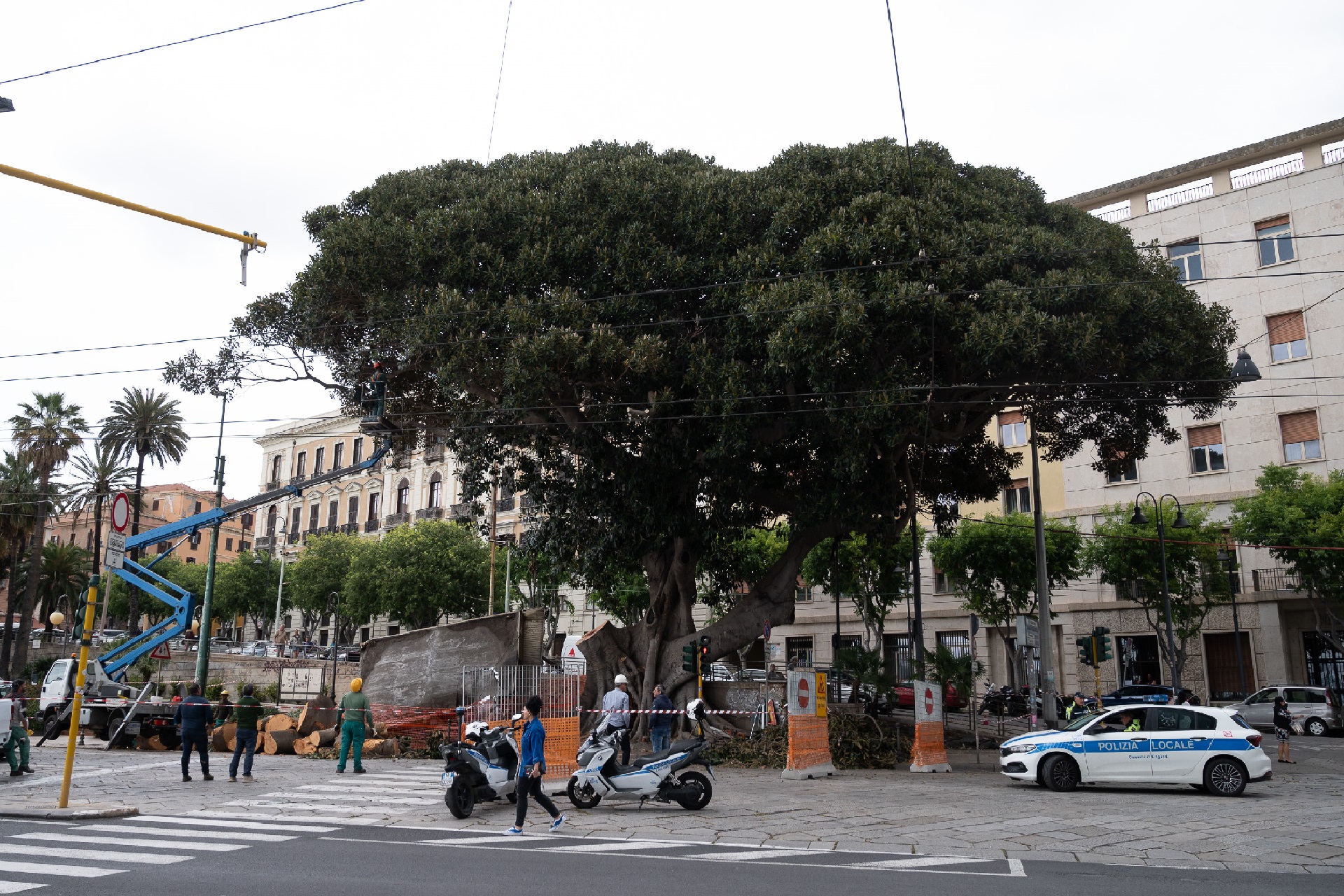 Cagliari - Ficus piazza Ingrao