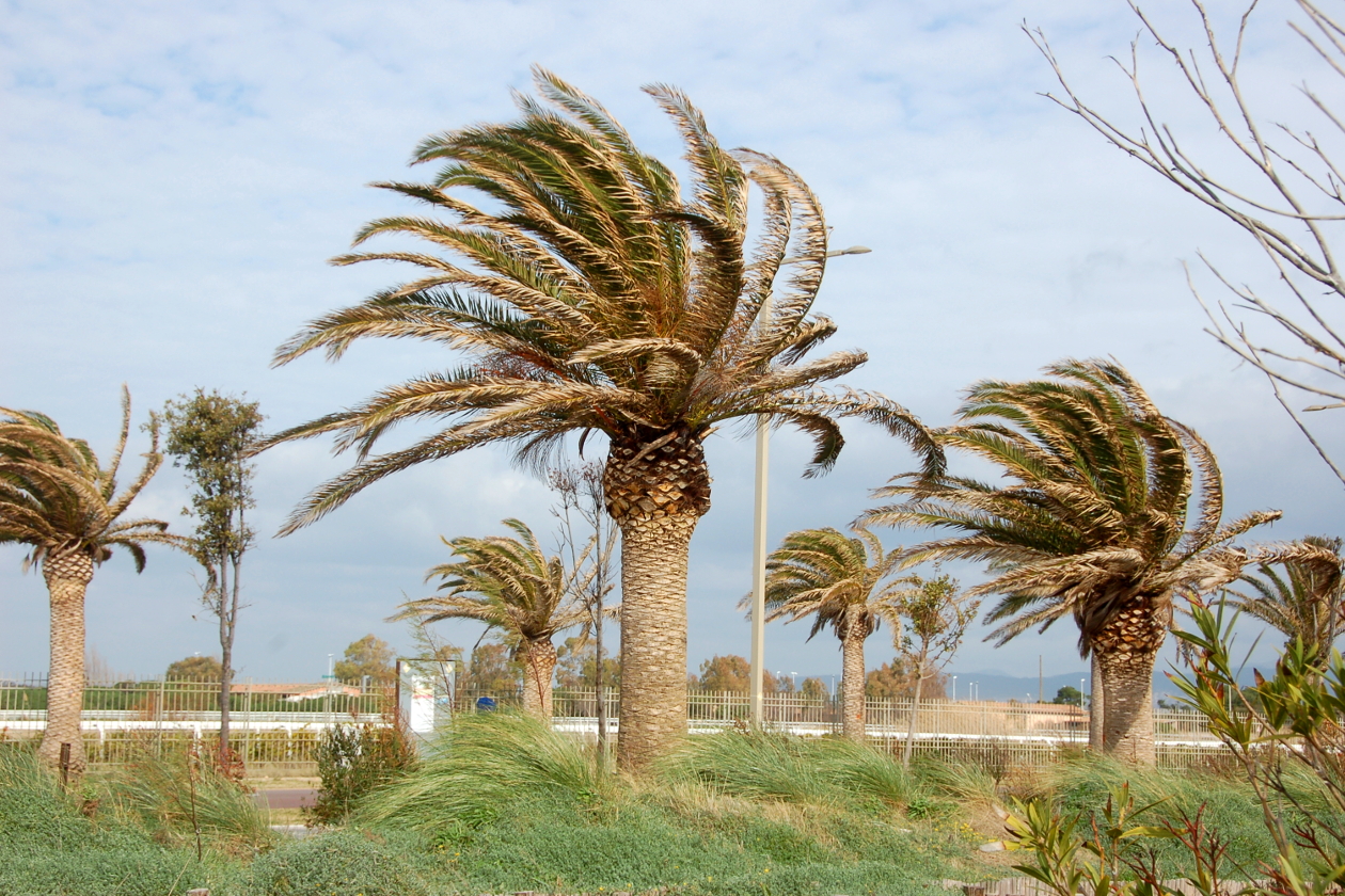 Cagliari - palme Lungomare Poetto
