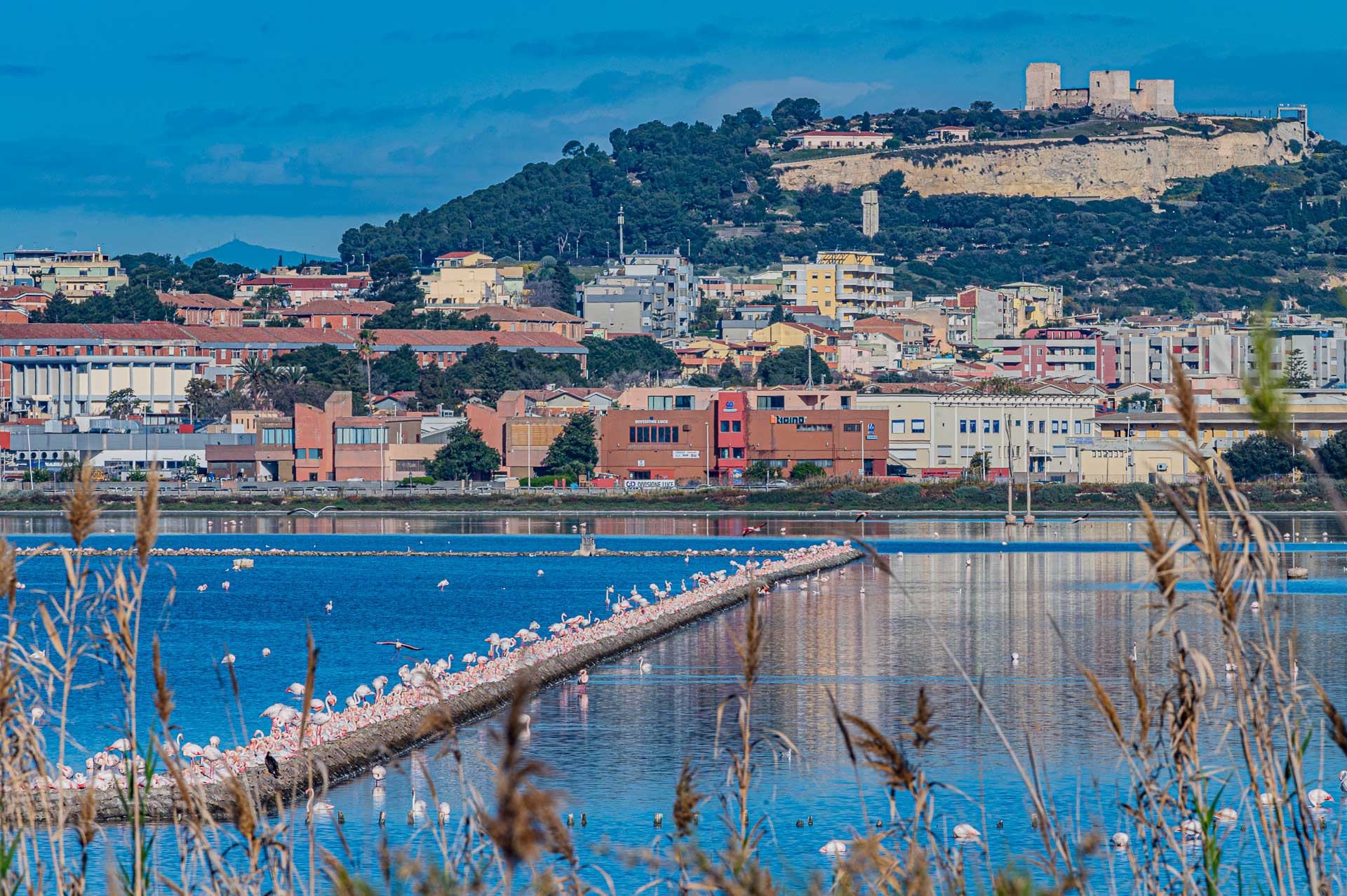 Parco Molentargius
