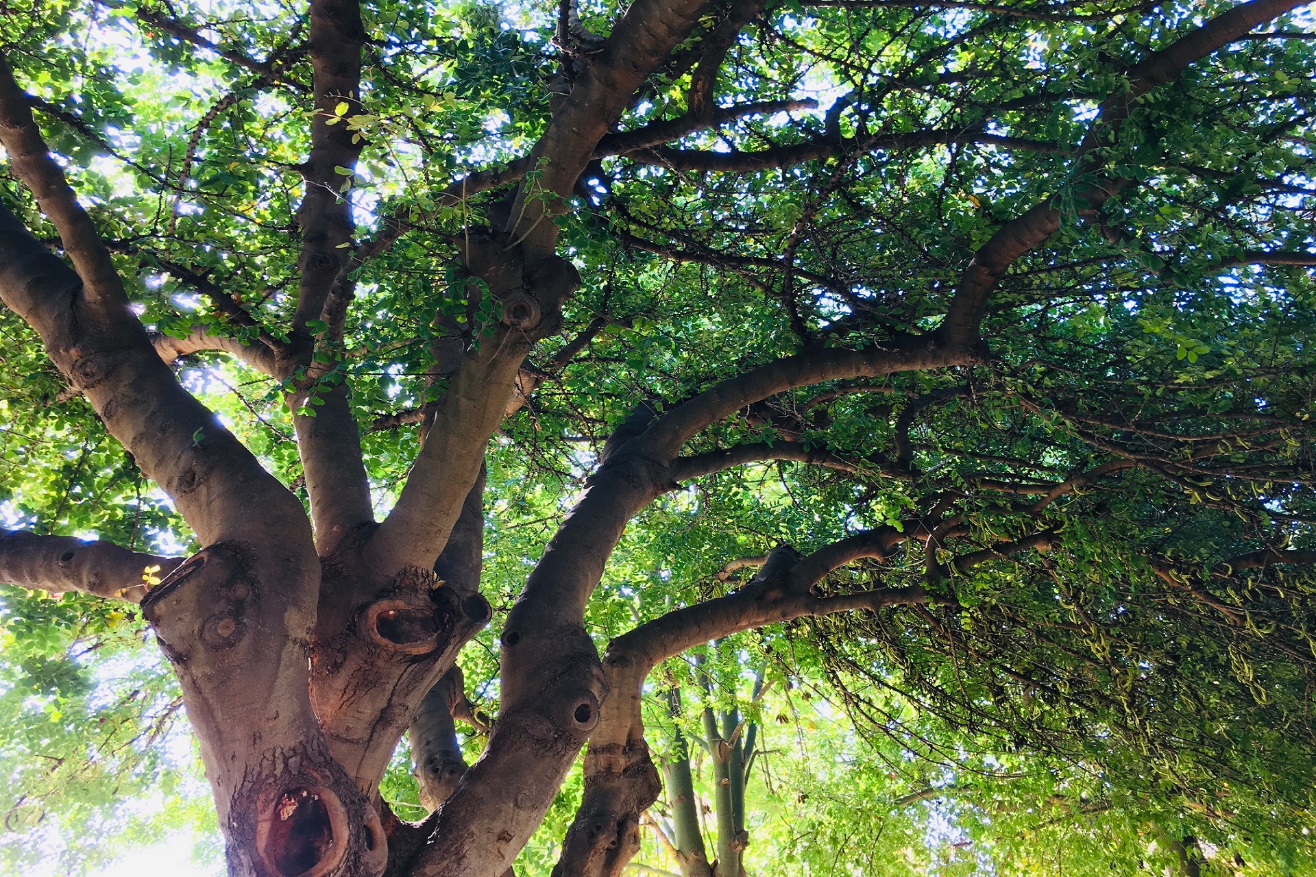 Alberi in città