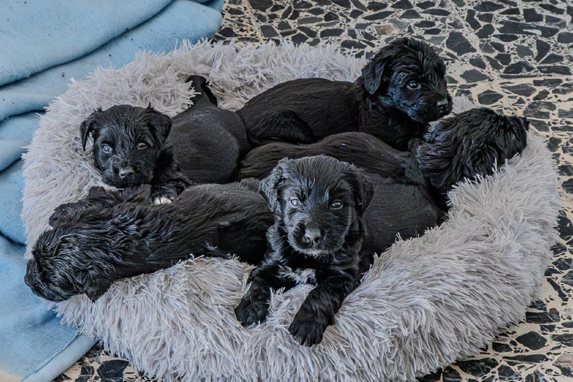 Alcuni dei cuccioli in cerca di una famiglia