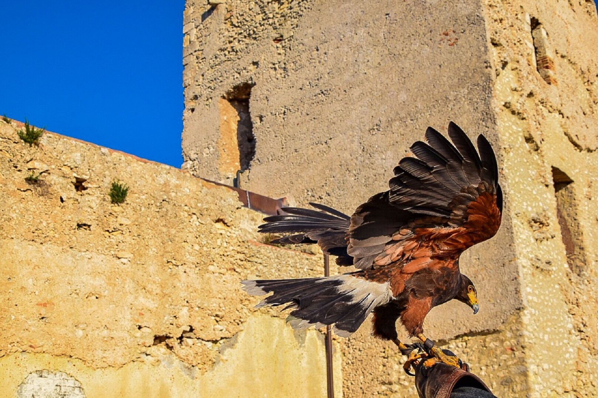 Un falco al Castello di San Michele