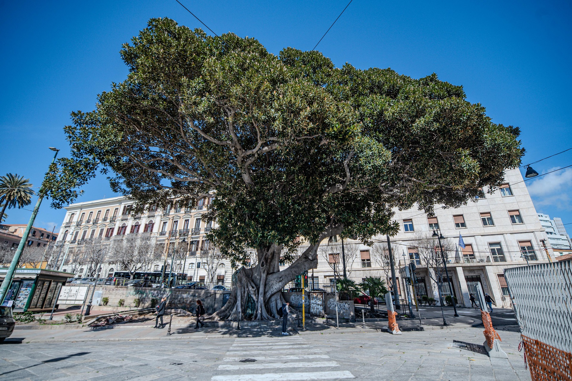 Il Ficus macrophylla a dimora in Piazza Ingrao