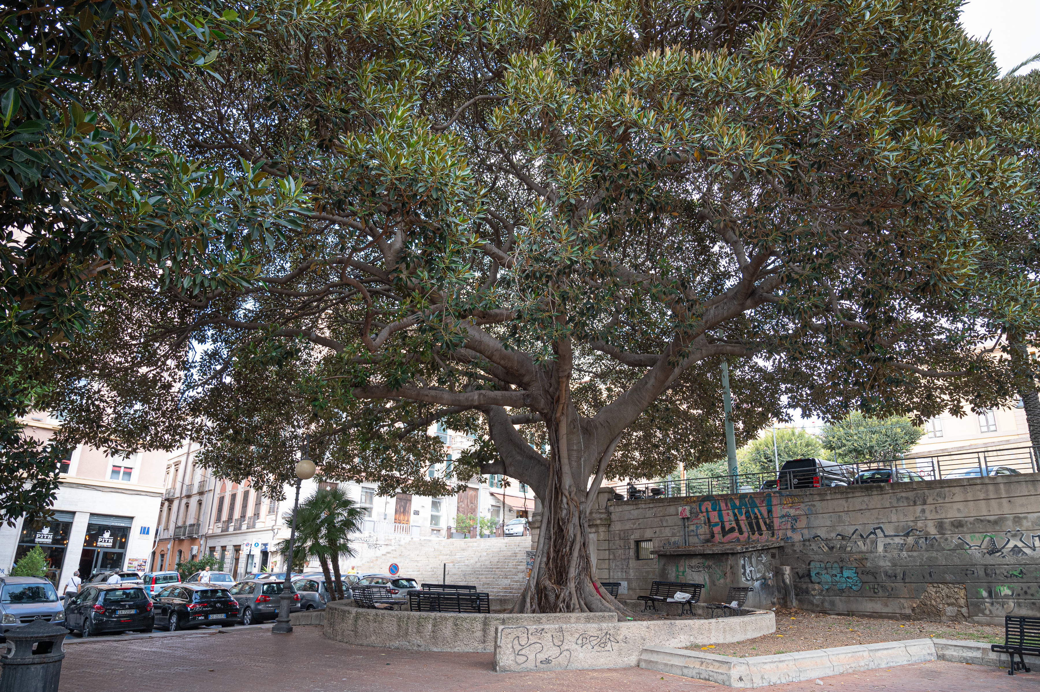 Ficus macrophylla