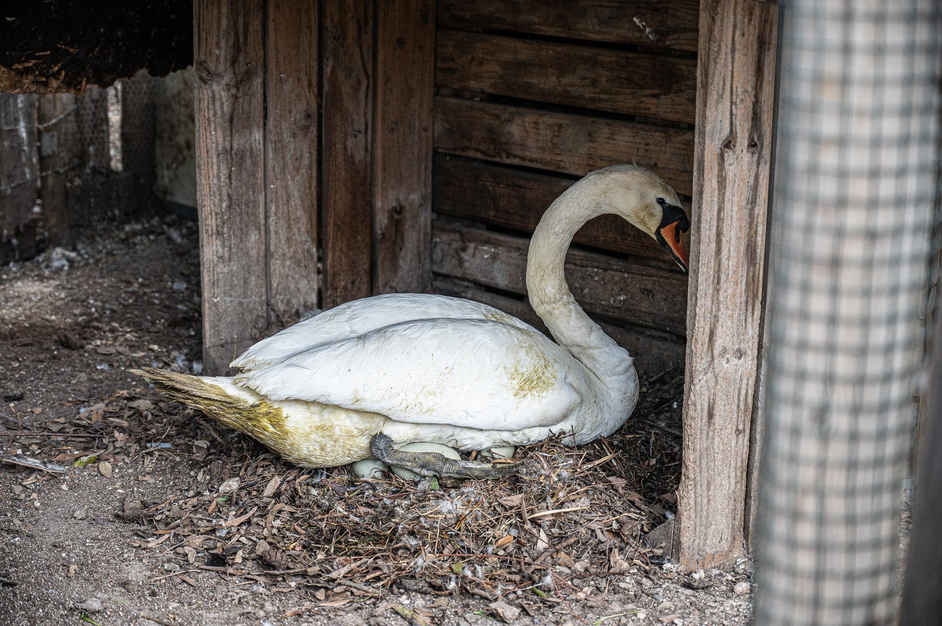 Il cigno durante la cova