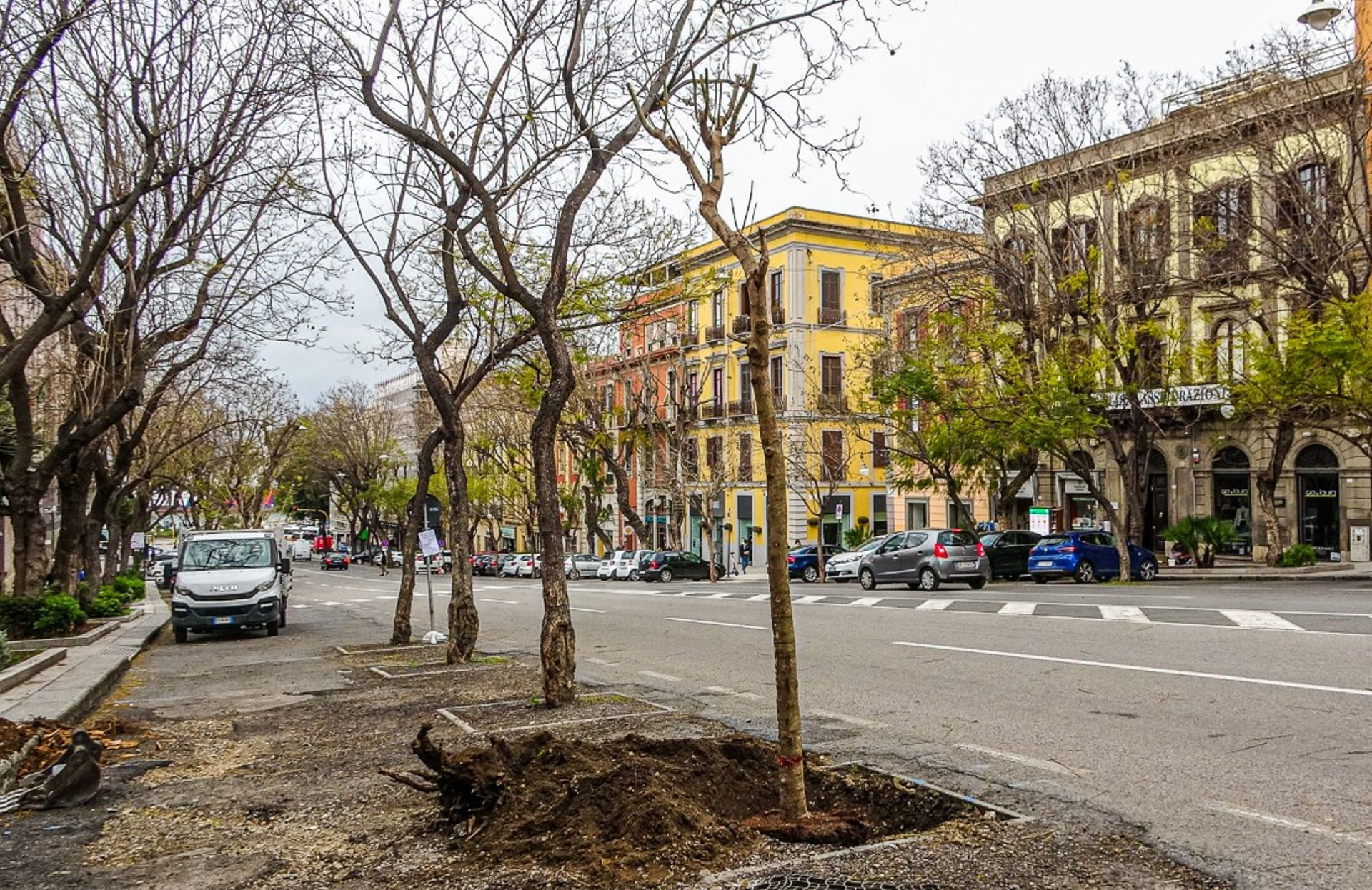 Gli esemplari di Jacaranda nel Largo Carlo Felice