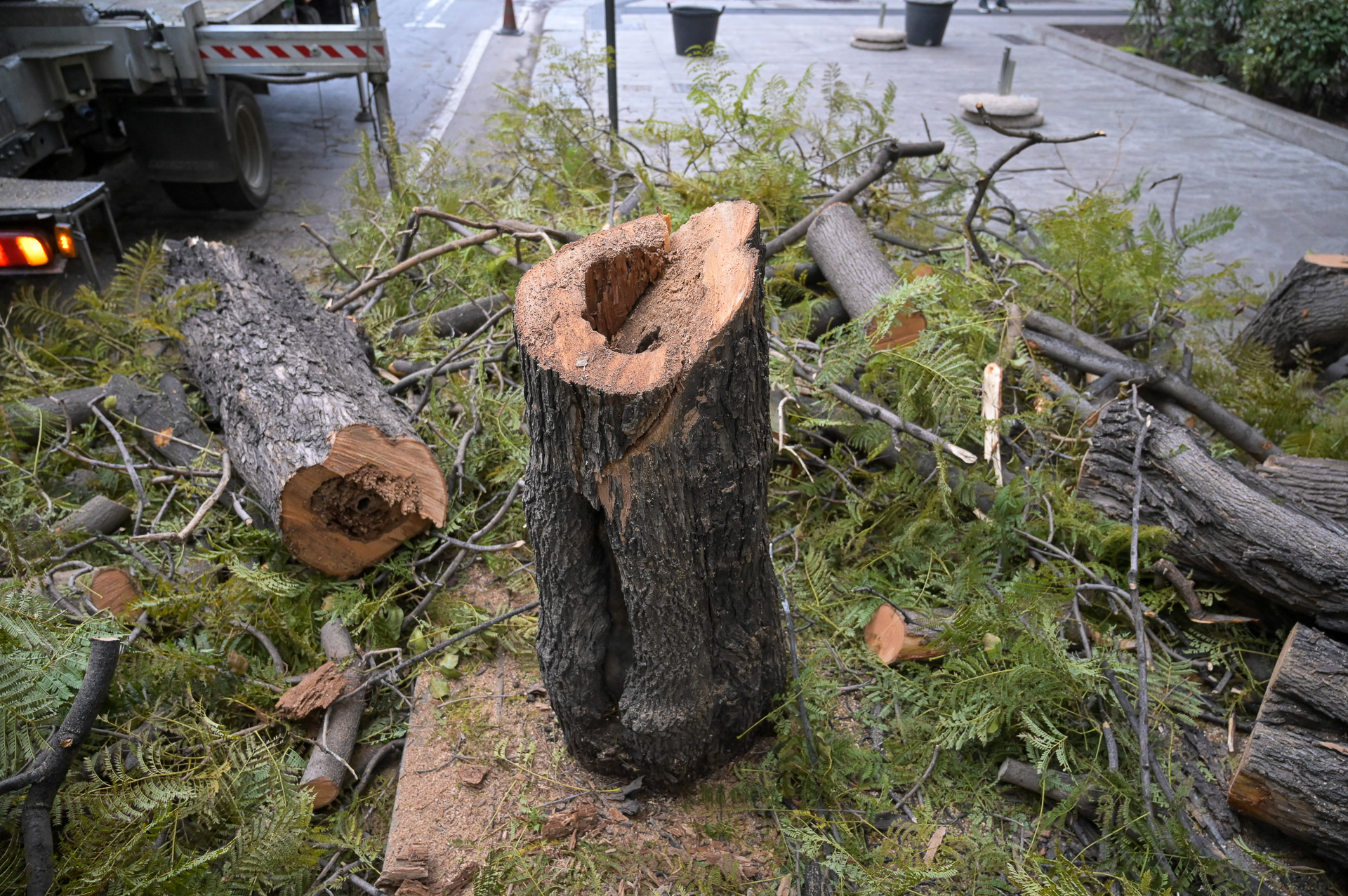 Uno degli esemplari di Jacaranda nel Largo Carlo Felice