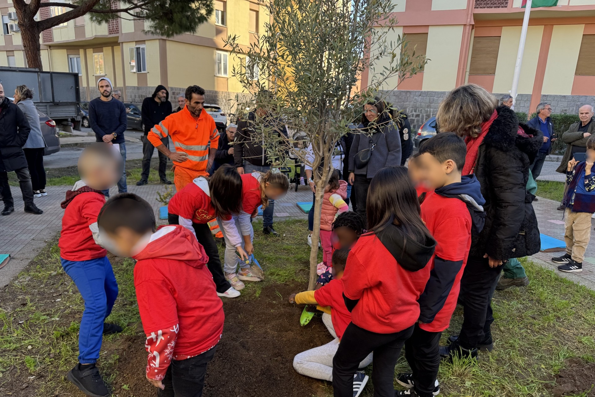 La messa a dimora dell'ulivo