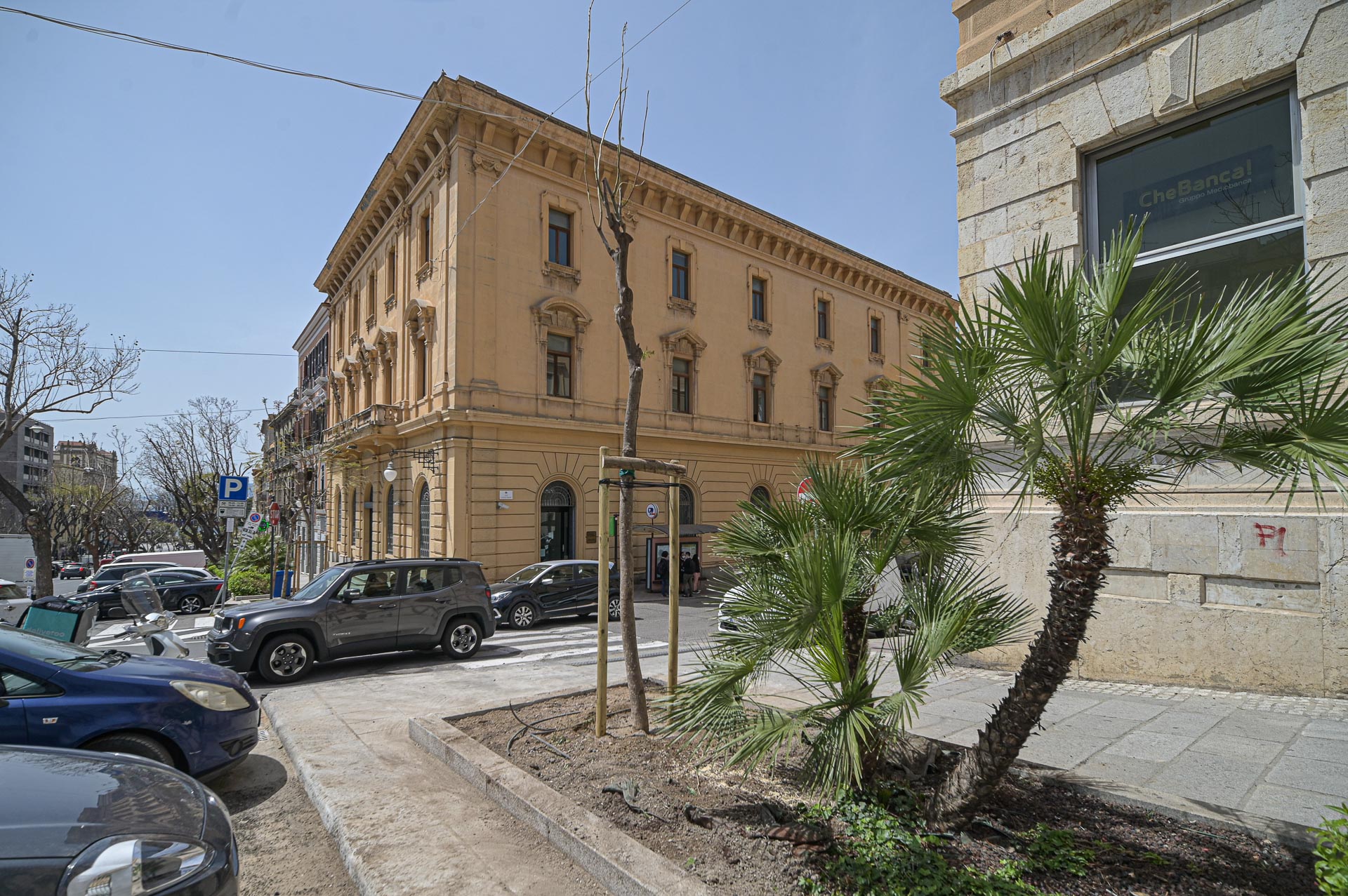 Nuovo esemplare di Jacaranda