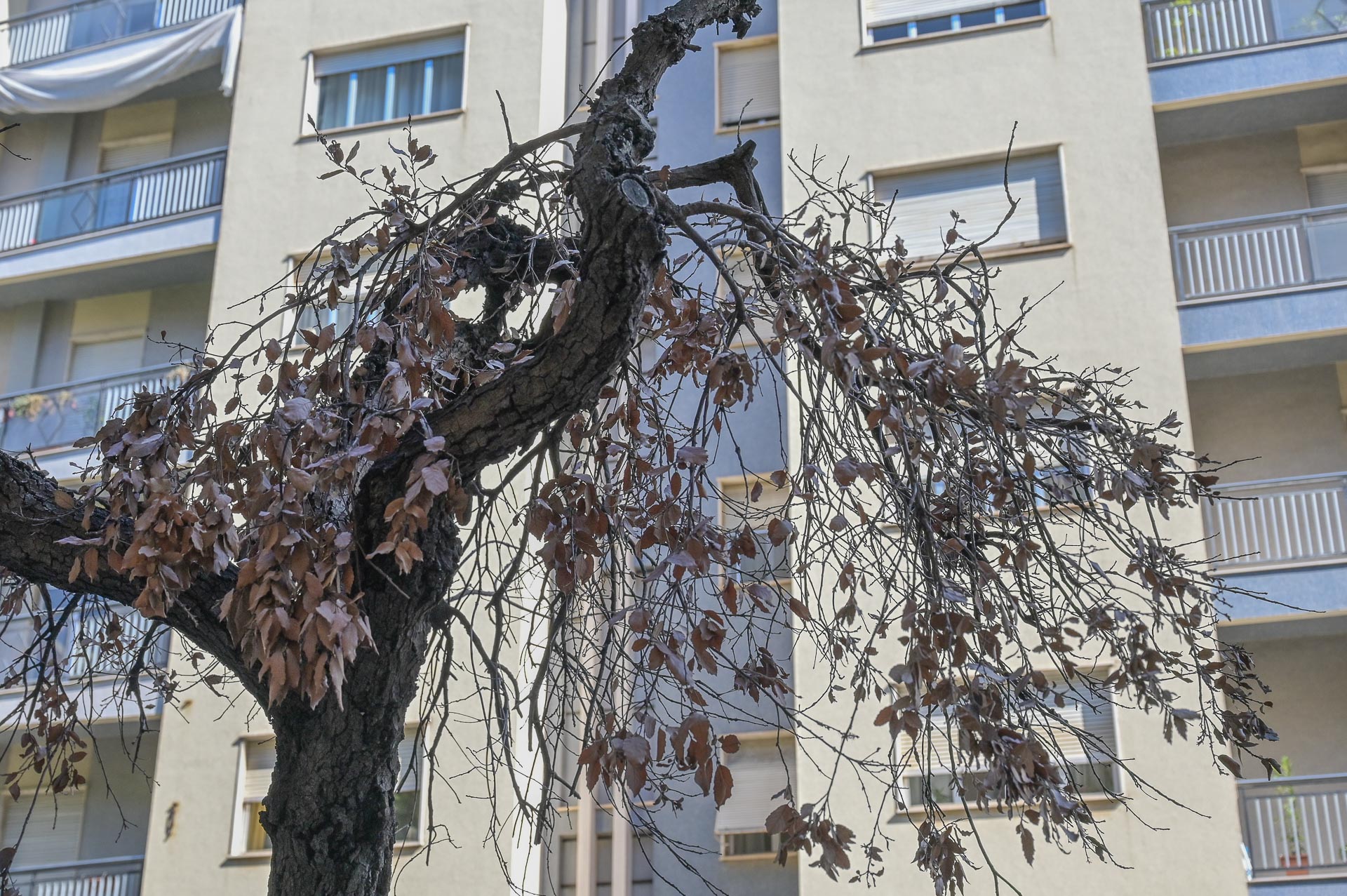 Uno degli alberi secchi in via Dante