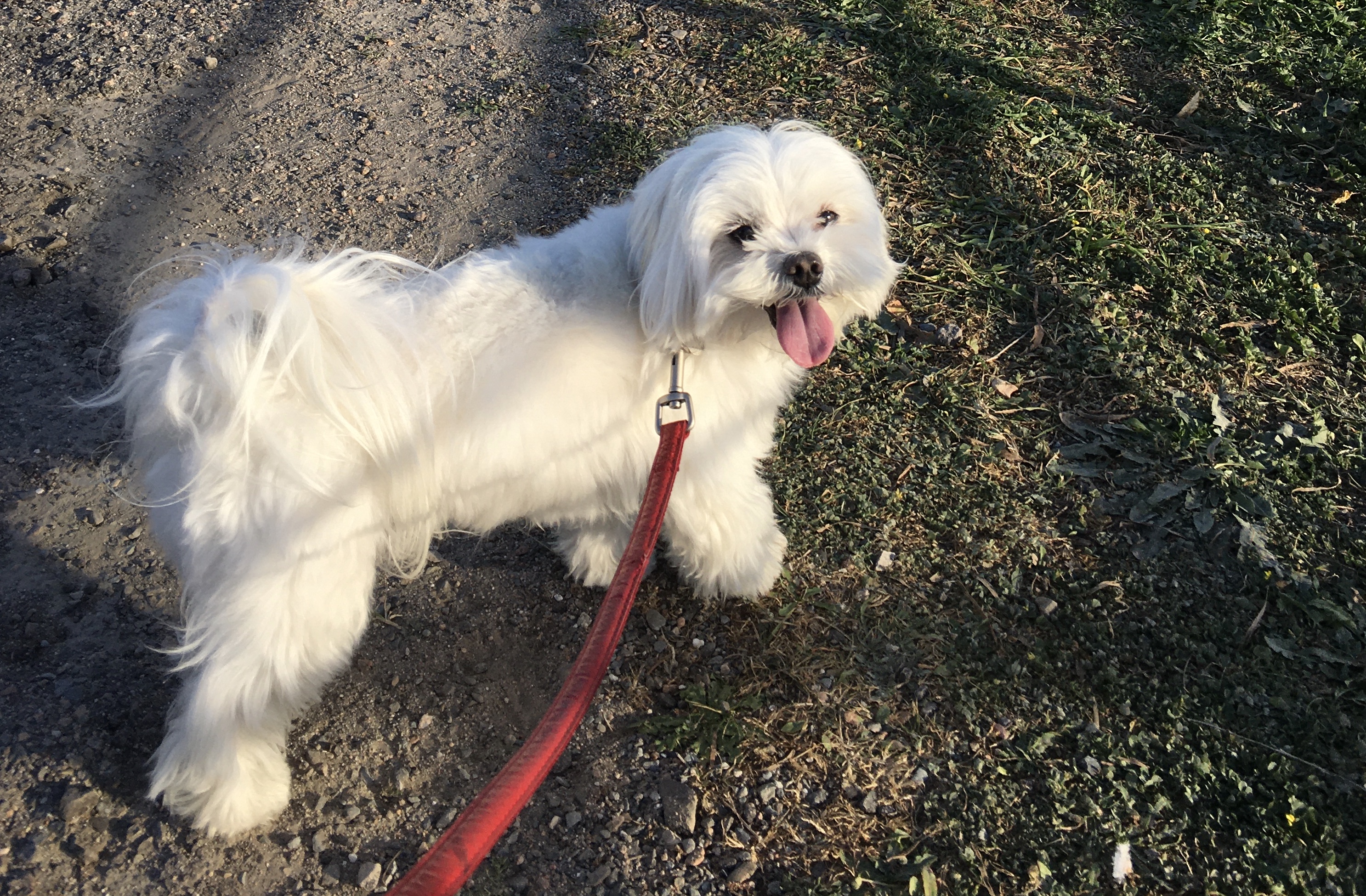Cane al guinzaglio